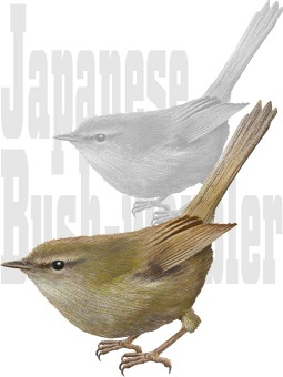 うぐいすのポストカード／条件付無料素材