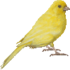 れもんかなりあのあいこん