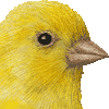 レモンカナリア・あいこん