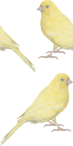 レモンカナリアの壁紙／非営利無料イラスト