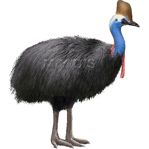 （火食鳥）ヒクイドリのイラスト／条件付フリー素材集