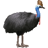 ひくいどりのあいこん