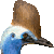 Southern Cassowary thumbnail