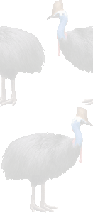 火喰鳥の壁紙／条件付きフリー画像