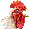ニワトリ・あいこん