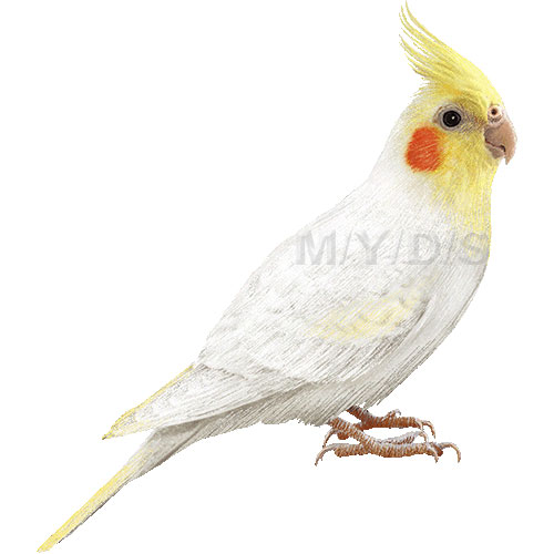 オカメ インコ・ルチノーのイラスト／条件付フリー素材集