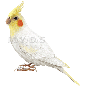 おかめインコのイラスト／無料素材集（条件付）
