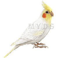 オカメインコのイラスト／フリー素材（条件付）