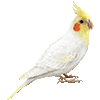 おかめいんこのあいこん