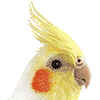 オカメインコ・あいこん