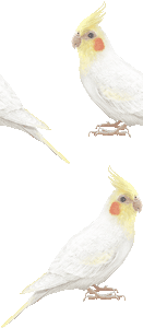 オカメインコの壁紙／非営利無料イラスト