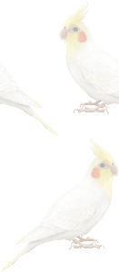 オカメインコの壁紙／条件付きフリー画像
