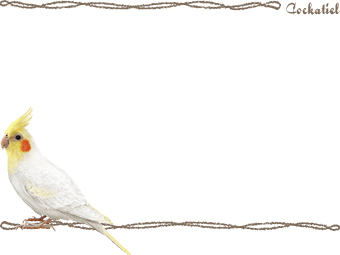 オカメインコの年賀状／非商用無料イラスト