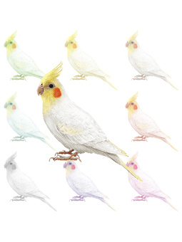 ポスカ・オカメインコ／条件付フリー素材