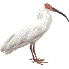 ときのあいこん