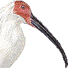 トキ・あいこん