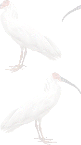 朱鷺の壁紙／条件付きフリー画像