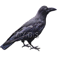 カラスのイラスト／フリー素材（条件付）