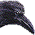 Jungle Crow , Large-Billed Crow thumbnail
