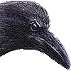 ハシブトガラス・あいこん