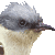 Great Spotted Cuckoo thumbnail