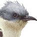 まだらかんむりかっこー・アイコン