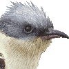 マダラカンムリカッコウ・あいこん