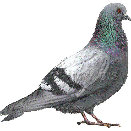 カワラバト・ドバト／（鳩）ハトのイラスト／条件付フリー素材集