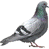 かわらばとのあいこん