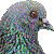 Rock Pigeon, Rock Dove thumbnail