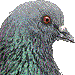 ハト・アイコン