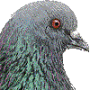 カワラバト・あいこん
