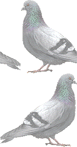 カワラバトの壁紙／非営利無料イラスト