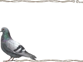 カワラバト・ドバト／（鳩）ハトの年賀状／非商用無料イラスト
