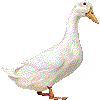 アヒル・あいこん