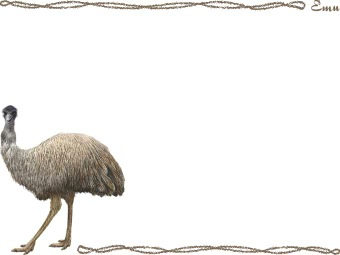 （鴯鵲）エミューの年賀状／非商用無料イラスト