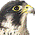 Peregrine Falcon thumbnail