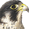 ハヤブサ・あいこん