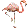 ふらみんごのあいこん