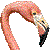 Flamingo thumbnail
