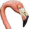 フラミンゴ・あいこん