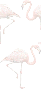 フラミンゴの壁紙／条件付きフリー画像