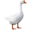 がちょうのあいこん