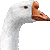 Goose thumbnail