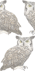 アメリカワシミミズクの壁紙／非営利無料イラスト