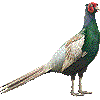 きじのあいこん