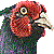Green Pheasant thumbnail