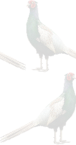 キジの壁紙／条件付きフリー画像