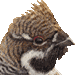 雷鳥・アイコン