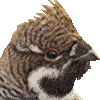 エゾライチョウ・あいこん